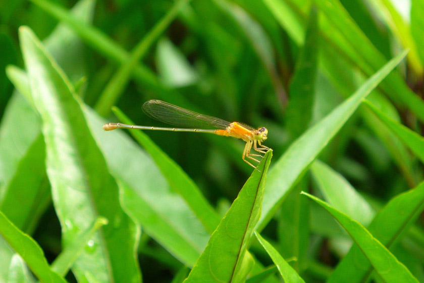 微距摄影（一）